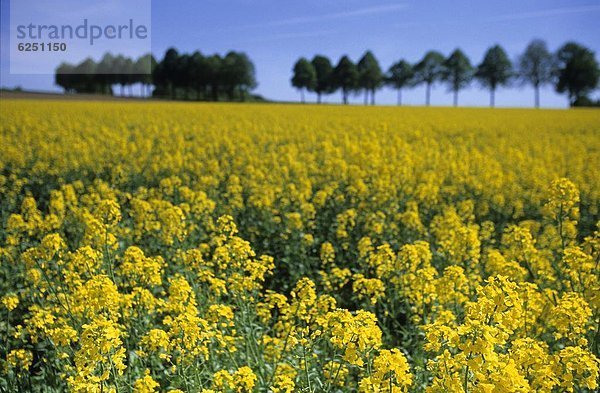 Raps  Brassica napus  Nordrhein-Westfalen  Bielefeld  Deutschland