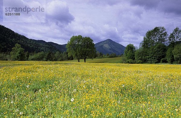 Wiese  Bayern  Bad Tölz  Deutschland