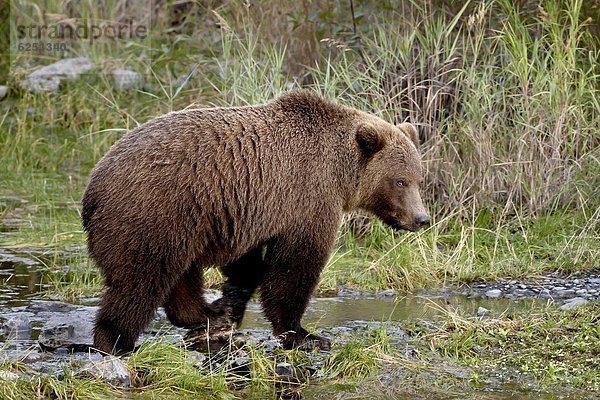 Vereinigte Staaten von Amerika  USA  Grizzlybär  ursus horibilis  Grizzly  Küste  Nordamerika  Bär  Alaska  braun