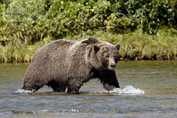 Vereinigte Staaten von Amerika  USA  Grizzlybär  ursus horibilis  Grizzly  gehen  Küste  Nordamerika  Bär  Alaska  braun  Katmai National Park and Preserve