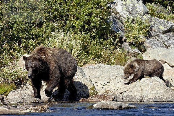 Vereinigte Staaten von Amerika  USA  Grizzlybär  ursus horibilis  Grizzly  Sau  gehen  Küste  Nordamerika  vorwärts  Bär  Alaska  braun  junges Raubtier  junge Raubtiere  Katmai National Park and Preserve
