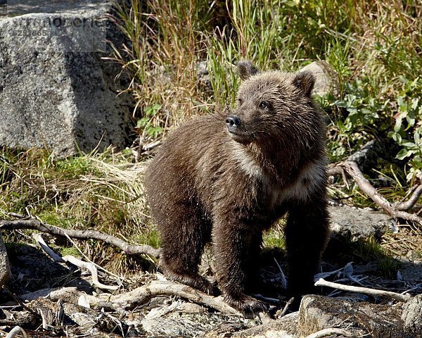 Vereinigte Staaten von Amerika  USA  Grizzlybär  ursus horibilis  Grizzly  Küste  Nordamerika  Bär  Alaska  braun  junges Raubtier  junge Raubtiere  Katmai National Park and Preserve