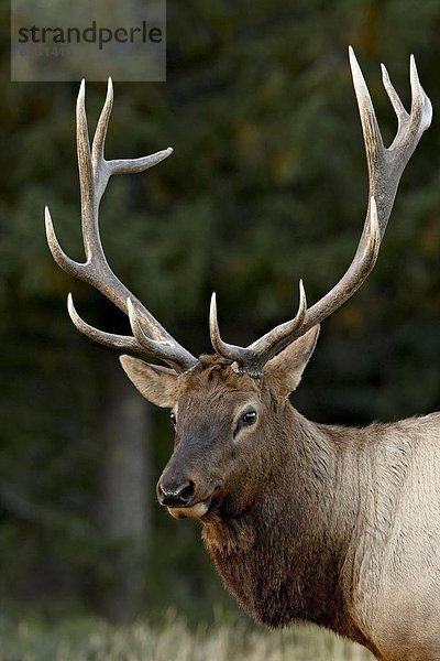 Elch  Alces alces  Bulle  Stier  Stiere  Bullen  Nordamerika  Jasper Nationalpark  Alberta  Kanada