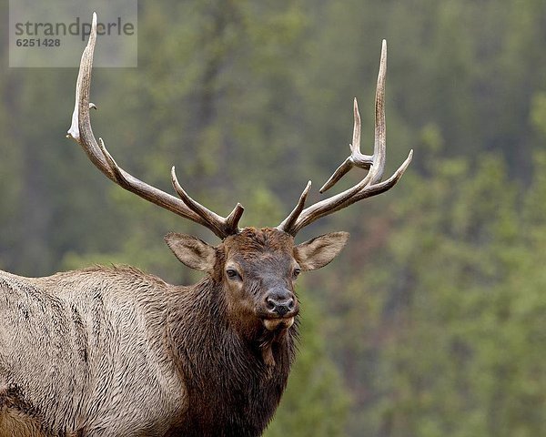 Nordamerika  Jasper Nationalpark  Alberta  Kanada