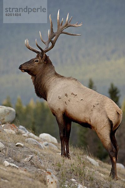 Nordamerika  Jasper Nationalpark  UNESCO-Welterbe  Alberta  Kanada