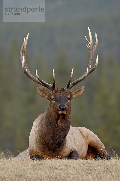 Nordamerika  Jasper Nationalpark  Alberta  Kanada