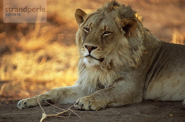 hoch  oben  nahe  Raubkatze  Löwe  Panthera leo  Afrika  Botswana  Löwe - Sternzeichen