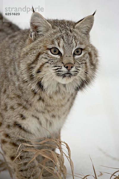 Vereinigte Staaten von Amerika  USA  Nordamerika  Gefangenschaft  Rotluchs  Lynx rufus  Luchs  lynx lynx  Schnee