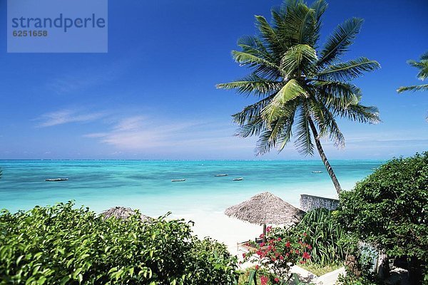 Ostafrika  Strand  Baum  Ozean  Indianer  Ansicht  Afrika  Tansania