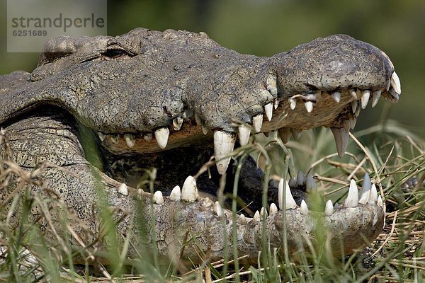 Südliches Afrika  Südafrika  offen  Afrika  Krokodil