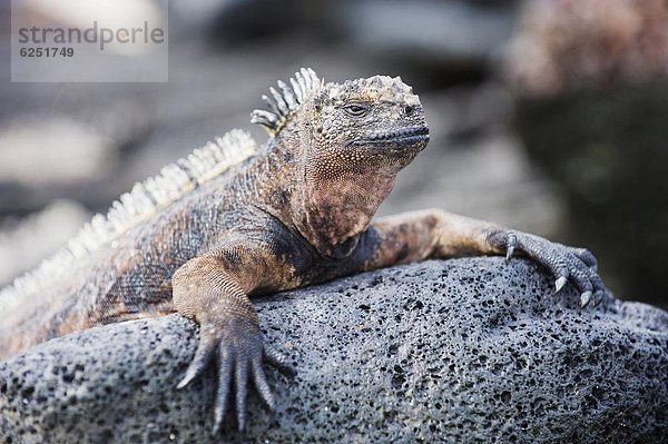 UNESCO-Welterbe  Ecuador  Galapagosinseln  Südamerika