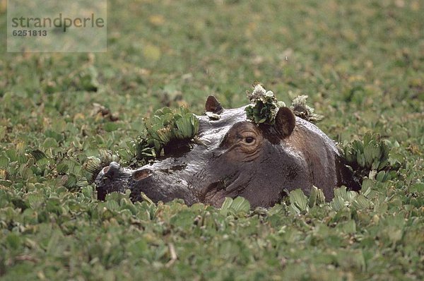 Ostafrika  Afrika  Kenia