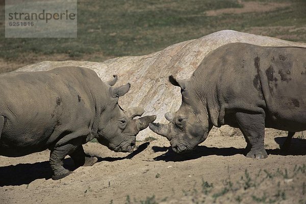 Vereinigte Staaten von Amerika  USA  schwarz  Nordamerika  Sparring  Kalifornien  Nashorn