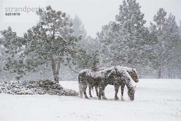 Vereinigte Staaten von Amerika  USA  Nordamerika  Colorado