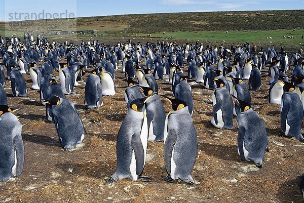 Kaiserpinguin  Aptenodytes forsteri  König - Monarchie  Falklandinseln  Südamerika