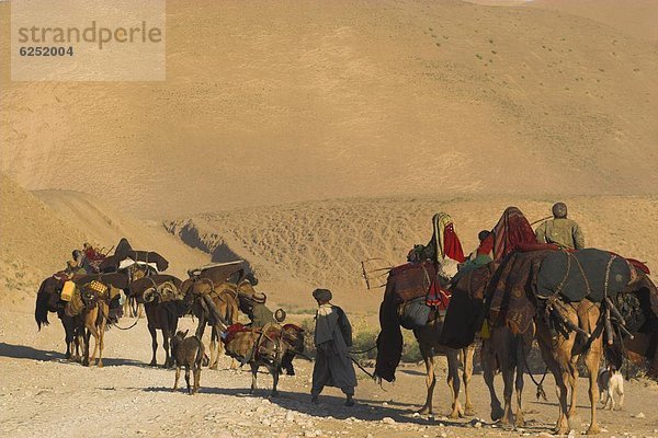 Kuchie Nomad Kamel Zug  zwischen Chakhcharan und Marmelade  Afghanistan  Asien