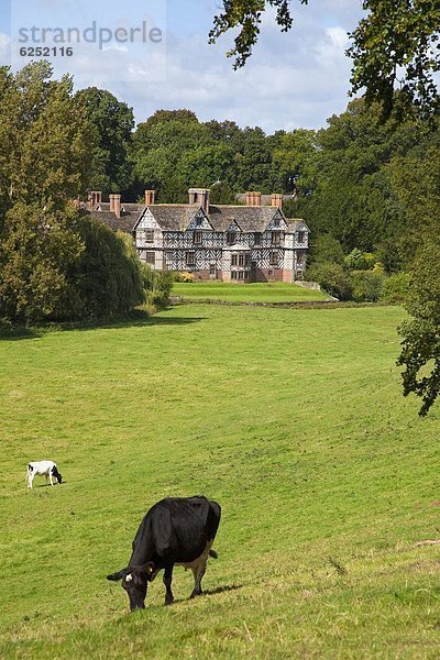 Hausrind Hausrinder Kuh Europa Großbritannien Halle Schürfwunde Wiese umgeben England Shropshire