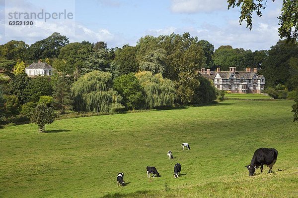 Hausrind Hausrinder Kuh Europa Großbritannien Halle Schürfwunde Wiese umgeben England Shropshire