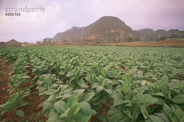 Westindische Inseln  Mittelamerika  Kuba  Tabakplantage