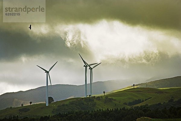 Windturbine Windrad Windräder aufwärts Vogel Pazifischer Ozean Pazifik Stiller Ozean Großer Ozean neuseeländische Nordinsel Neuseeland Beutetier Beute