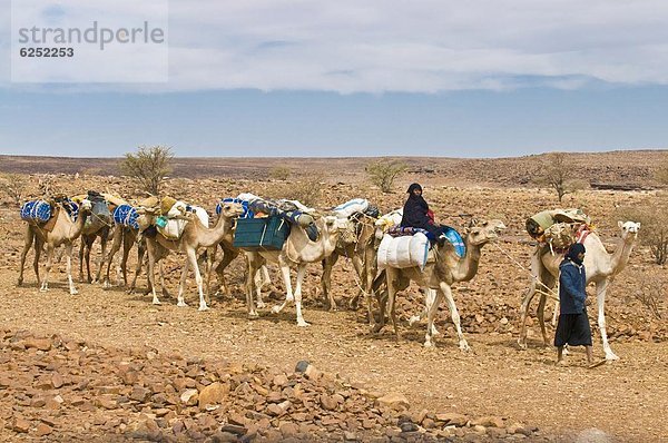 Karawane  nahe  Stein  fahren  Wüste  Afrika  Kamel  Campingwagen  Mauretanien