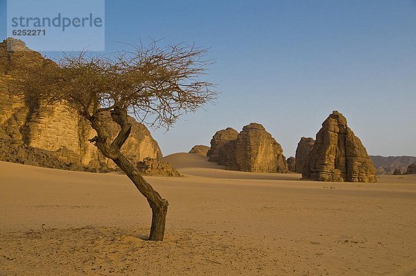 Nordafrika  Baum  Wüste  Einsamkeit  Sahara  Afrika