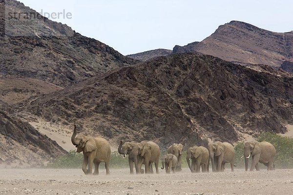 Gebäude  Herde  Herdentier  Wüste  Elefant  Namibia  Afrika