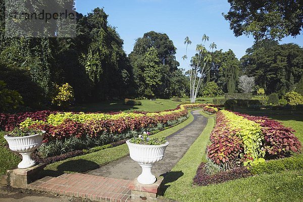 Blume Garten Botanik Asien Kandy Sri Lanka
