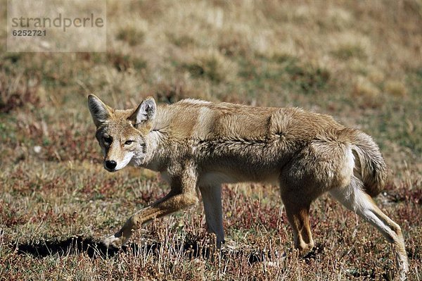 Kojote (Canis Latrans)  Rocky-Mountain-Nationalpark  Colorado  Vereinigte Staaten von Amerika  Nordamerika