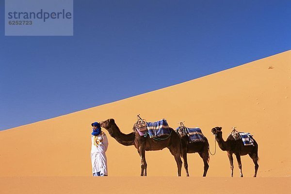 Nordafrika  Sand  3  Führung  Anleitung führen  führt  führend  Düne  Kamel  Afrika  Berber  Marokko