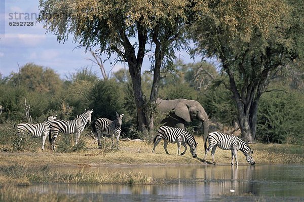 Fluss  Elefant  Zebra  Afrika  Botswana