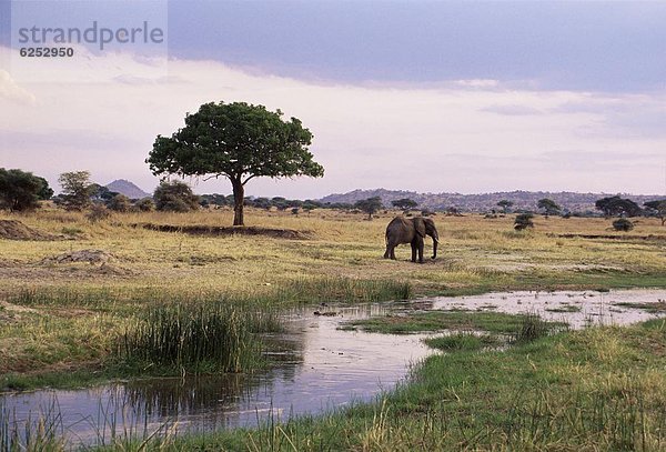 Ostafrika  Afrika  Tansania  Tarangire-Nationalpark