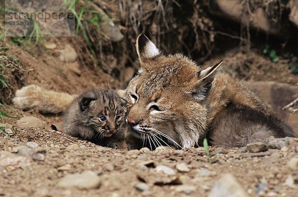 Vereinigte Staaten von Amerika  USA  Tag  Nordamerika  Kätzchen  Katze  Gefangenschaft  Rotluchs  Lynx rufus  Mutter - Mensch  Luchs  lynx lynx  Minnesota  alt  Sandstein
