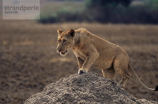 Ostafrika  Raubkatze  Löwe  Panthera leo  Termitenhügel  Afrika  Löwe - Sternzeichen  Erdhügel  Uganda