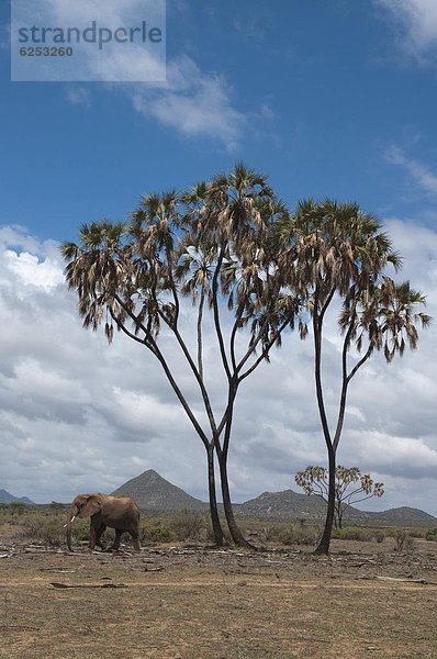 Ostafrika  nahe  gehen  Elefant  Afrika  Kenia