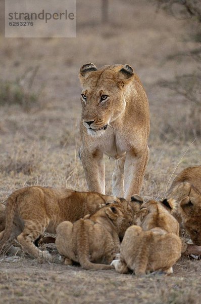 Ostafrika  Raubkatze  Löwe  Panthera leo  Jungtier  Masai Mara National Reserve  Afrika  Kenia  Löwe - Sternzeichen