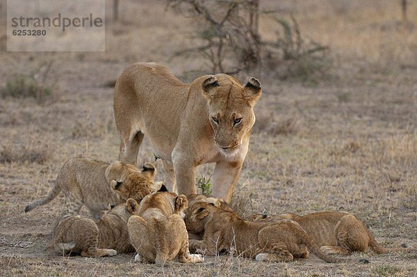 Ostafrika  Raubkatze  Löwe  Panthera leo  Jungtier  Masai Mara National Reserve  Afrika  Kenia  Löwe - Sternzeichen