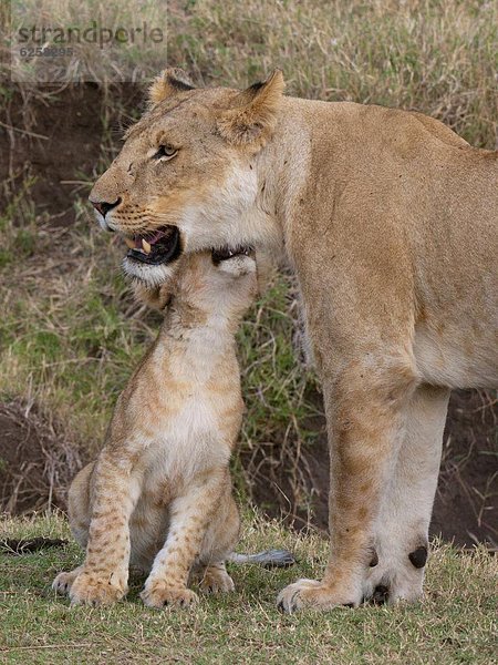 Raubkatze  Löwe  Panthera leo  Masai Mara National Reserve  Afrika  junges Raubtier  junge Raubtiere  Kenia  Löwe - Sternzeichen