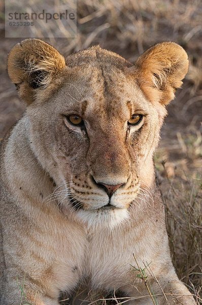 Löwe (Panthera Leo)  Masai Mara  Kenia  Ostafrika  Afrika