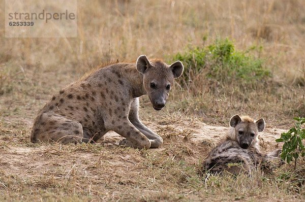 Ostafrika  Masai Mara National Reserve  Afrika  Kenia