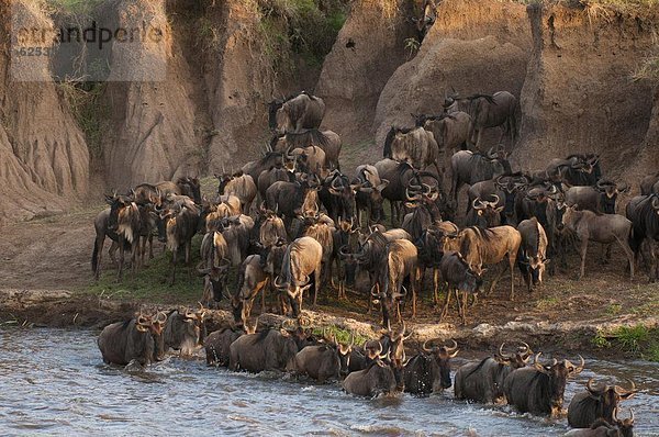 Gnus über Mara River während der jährlichen Migration  Masai Mara  Kenia  Ostafrika  Afrika