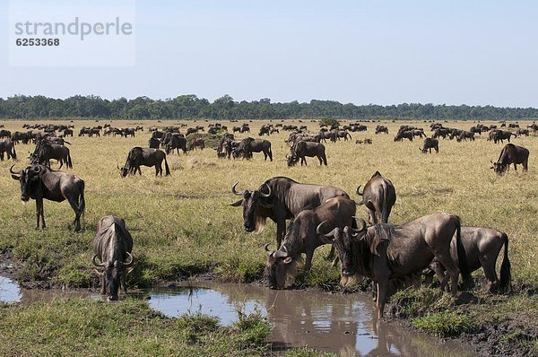 Ostafrika  Masai Mara National Reserve  Afrika  Kenia