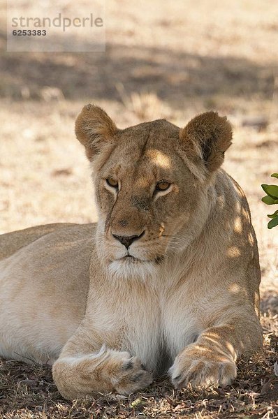 Löwe (Panthera Leo)  Masai Mara  Kenia  Ostafrika  Afrika