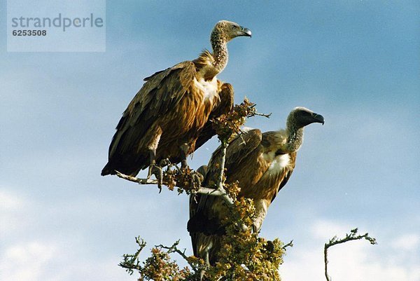 Ostafrika  Geier  Afrika  Kenia