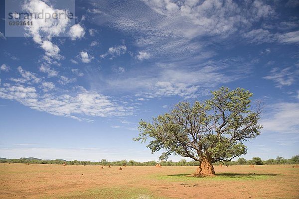 Baum  Hügel  umgeben  Einsamkeit  Termitenhügel  Afrika