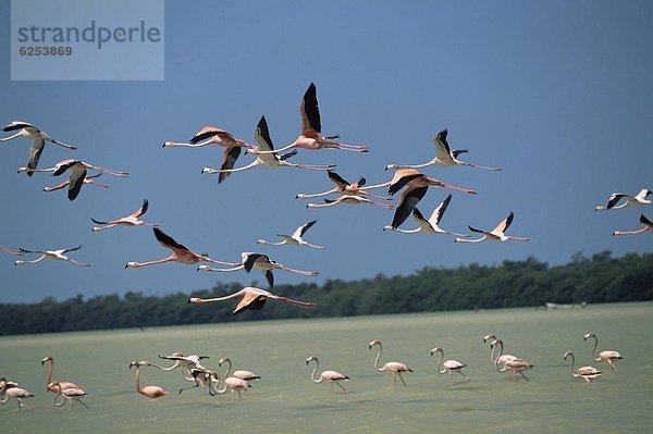 Nordamerika  Mexiko  Flamingo  Yucatan