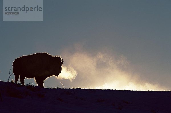 Vereinigte Staaten von Amerika  USA  Nordamerika  Yellowstone Nationalpark  Wyoming