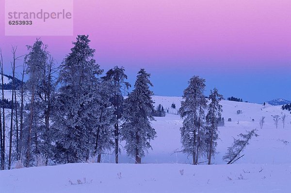 Vereinigte Staaten von Amerika  USA  Nordamerika  UNESCO-Welterbe  Yellowstone Nationalpark  Winterlandschaft  Wyoming