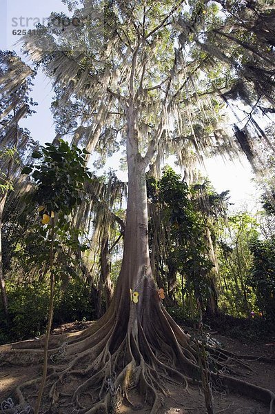 Bäume bedeckt mit Wedel der Tillandsia  El Gallineral Park  San Gil  Kolumbien  Südamerika