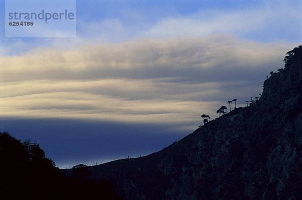 Wolke  Sonnenuntergang  Baum  Silhouette  Puzzle  Chile  Affe  Südamerika